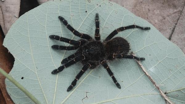 探险队在哥伦比亚的生物多样性热点地区发现了四种新的狼蛛物种